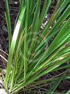 Gymnostachys anceps