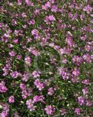 Gypsophila repens