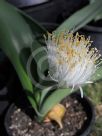 Haemanthus albiflos