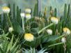 Haemanthus albiflos