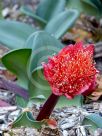 Haemanthus coccineus