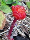 Haemanthus coccineus