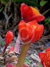 Haemanthus coccineus