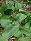 Haemanthus coccineus