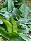 Haemanthus coccineus