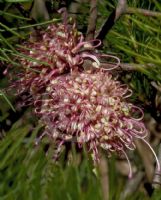 Hakea bakeriana