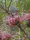 Hakea bakeriana