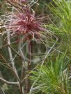 Hakea bakeriana