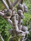 Hakea bakeriana