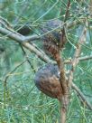 Hakea constablei