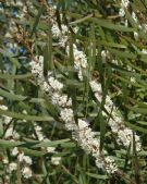 Hakea dactyloides