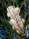 Hakea drupacea