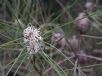 Hakea gibbosa