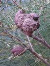 Hakea gibbosa