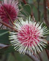 Hakea laurina