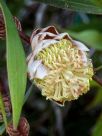 Hakea laurina