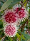 Hakea laurina