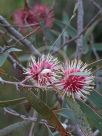 Hakea laurina