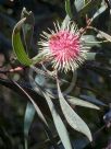 Hakea laurina