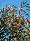 Hakea laurina