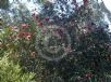 Hakea laurina