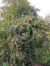 Hakea laurina