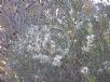 Hakea lissosperma