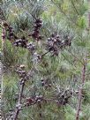 Hakea lissosperma