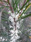 Hakea macraeana