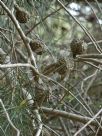 Hakea macraeana