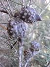 Hakea macraeana