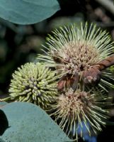 Hakea petiolaris