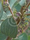 Hakea petiolaris