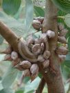 Hakea petiolaris