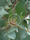 Hakea petiolaris