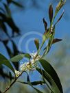 Hakea salicifolia