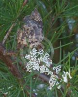 Hakea sericea