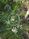 Hakea sericea