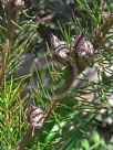 Hakea sericea