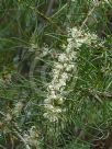 Hakea teretifolia