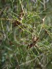 Hakea teretifolia