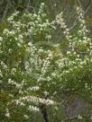 Hakea teretifolia