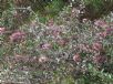 Hakea Burrendong Beauty