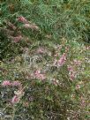 Hakea Burrendong Beauty