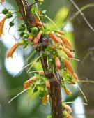 Halleria lucida