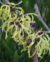 Hamamelis intermedia Pallida