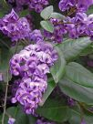 Hardenbergia comptoniana