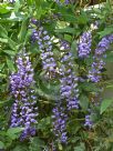 Hardenbergia comptoniana