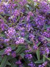 Hardenbergia violacea