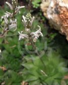 Haworthia cymbiformis